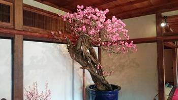 お見事、長浜盆梅展