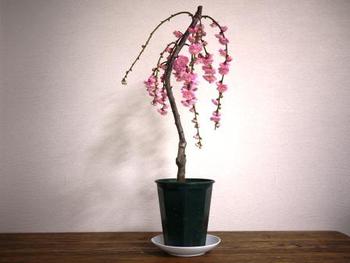 お見事、長浜盆梅展