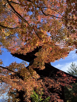 本日は紅葉の撮影