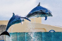 写真に込めた感謝の気持ち【想い出アミーゴインサイドストーリー㉛】 2021/02/09 11:51:33