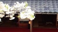 ＴＯＴＯとタカラ