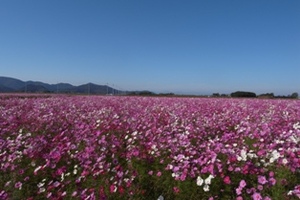 長生きするデザイン