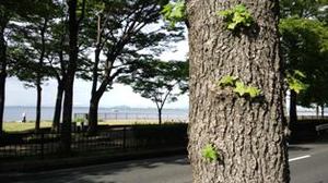 トイレの改修