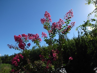 夏の庭