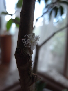 花が咲いた