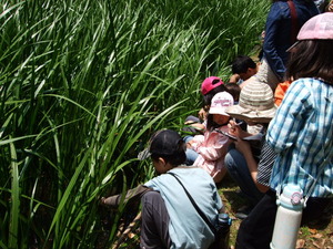 初夏の里山を満喫