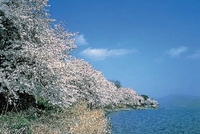 海津大崎の桜が見頃です