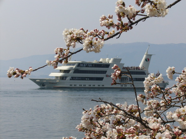海津の桜