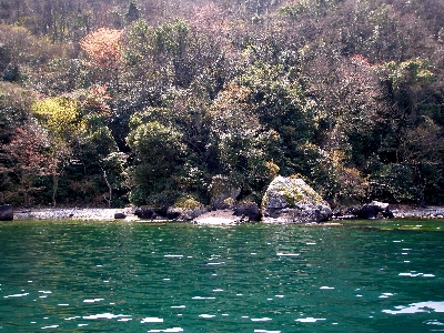 沖島の春・北側の湖岸