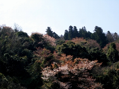 沖島の春・北側の湖岸