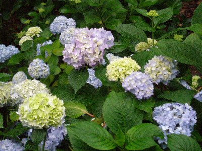 石山寺のあじさい