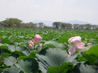 草津烏丸半島の蓮