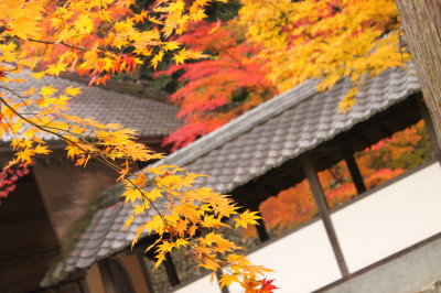 紅葉狩り②