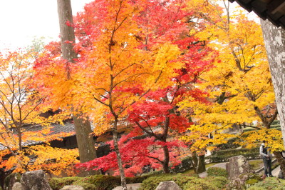 紅葉狩り②