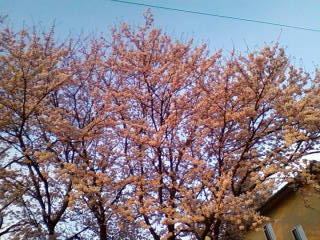桜一気に、咲きました。