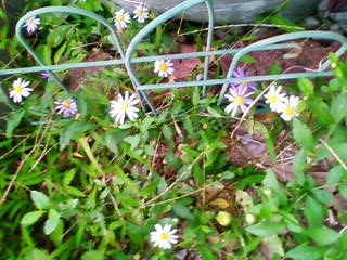 野の花たち