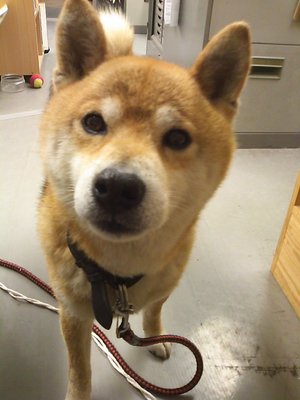 どうもならん。。。