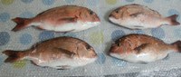 海上釣り堀