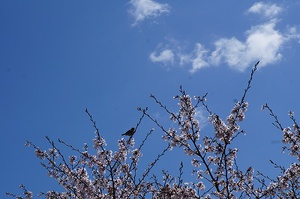 公園の桜達