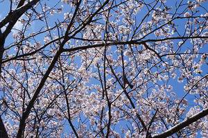 公園の桜達