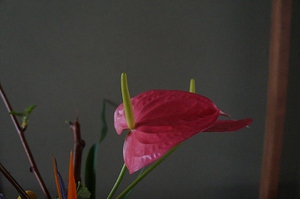 立花新風体