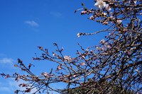 彦根城の桜