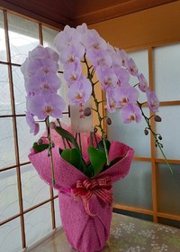 胡蝶蘭
