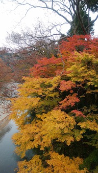 奥永源寺のもみじ