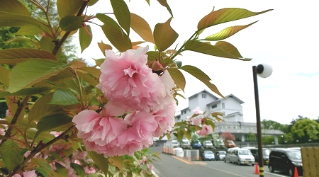 ちいろば会のサトザクラ