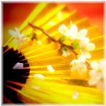 金扇と桜