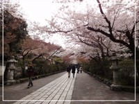 納品 と お花見ドライブ ✿