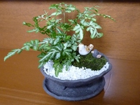 水無月展　フルコース♪
