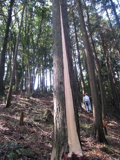 森の中で柱をえらぶ～皮むき間伐