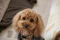 犬の十戒