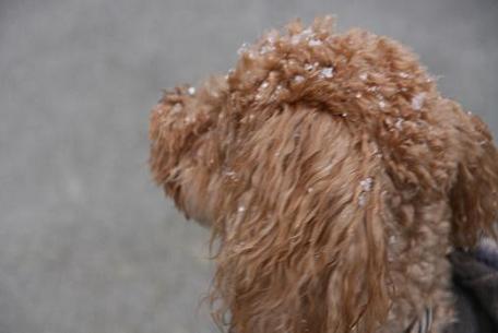 雪がまた降ってきた・・・