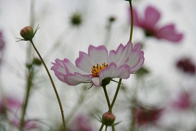 秋の桜…コスモス　その１