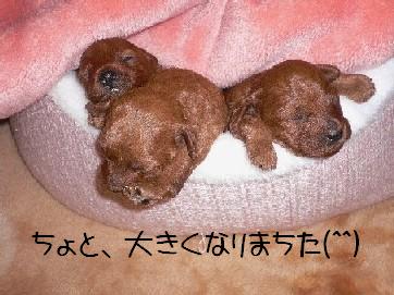 トイ・プードル　その２