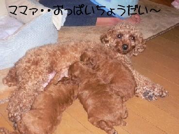 トイ・プードル　その２