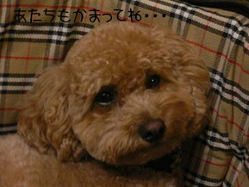トイ・プードル　その２