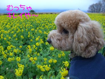 菜の花畑