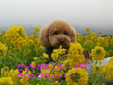 菜の花畑
