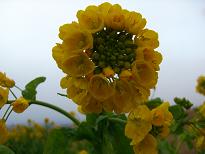 菜の花畑