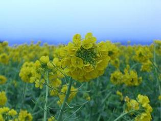菜の花畑