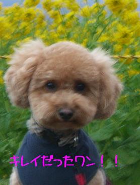 菜の花畑