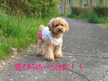 ♪桜舞い散る中に忘れた記憶と～♪