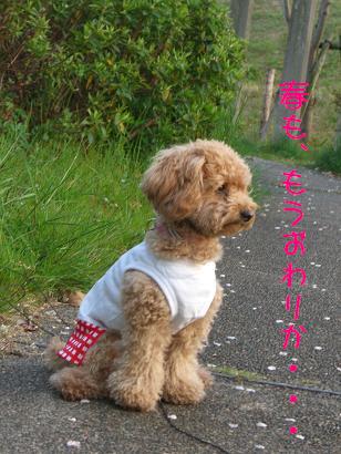 ♪桜舞い散る中に忘れた記憶と～♪