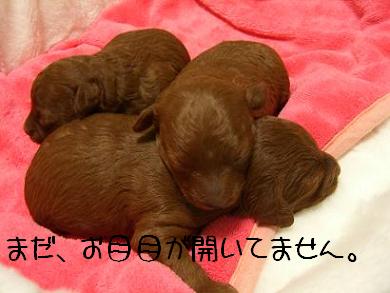 トイ・プードル　その１