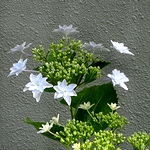 ついに開花! ガクアジサイ