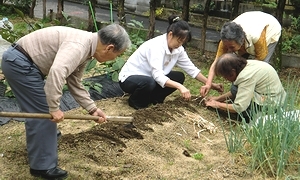 ネギの苗植え