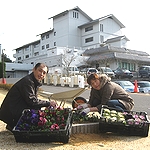 花壇の花植え